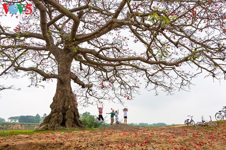 Silk deals cotton tree